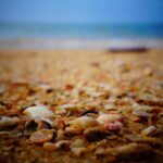 Et phasellus nulla nisl dui fusce ut euismod bibendum